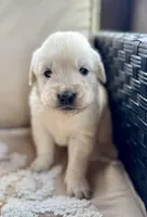 AKC George, a male Golden Retriever and English Cream Golden Retriever for sale in Coeur d'Alene, ID – Photo 2 of 7