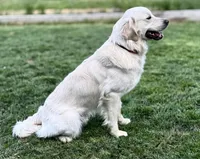AKC George, a male Golden Retriever and English Cream Golden Retriever for sale in Coeur d'Alene, ID – Photo 7 of 7