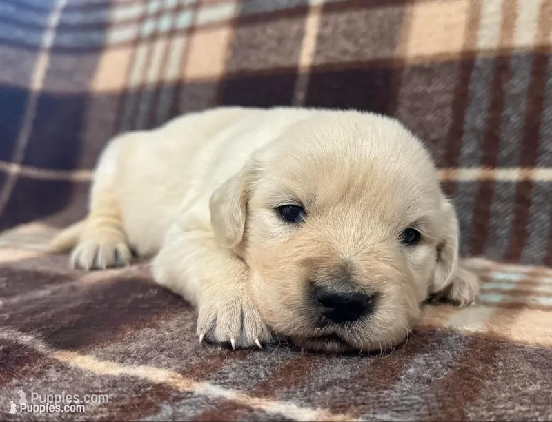 Jack – English Cream Golden Retriever puppy for sale in Coeur d'Alene, ID