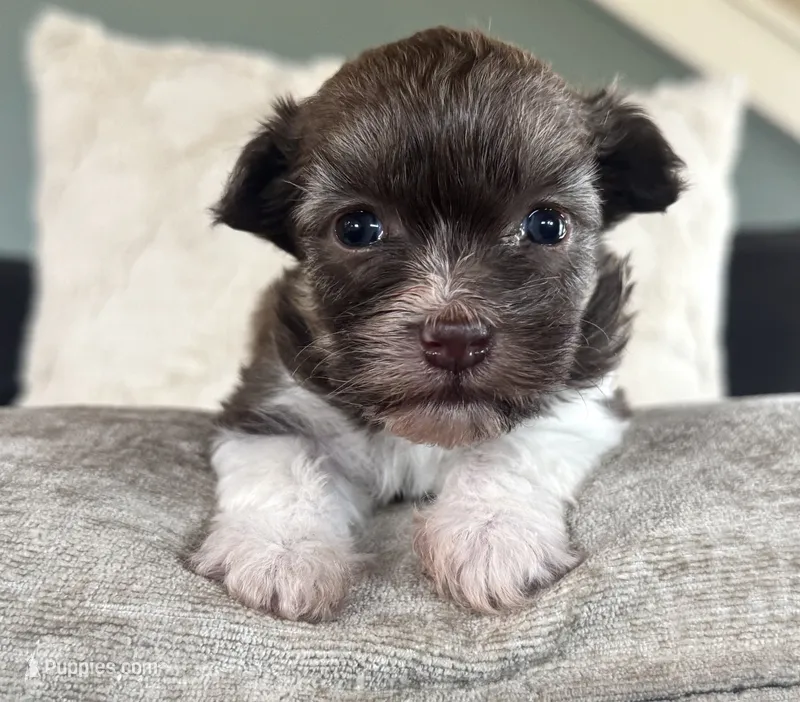 AKC Danny – Havanese puppy for sale in Coeur d'Alene, ID