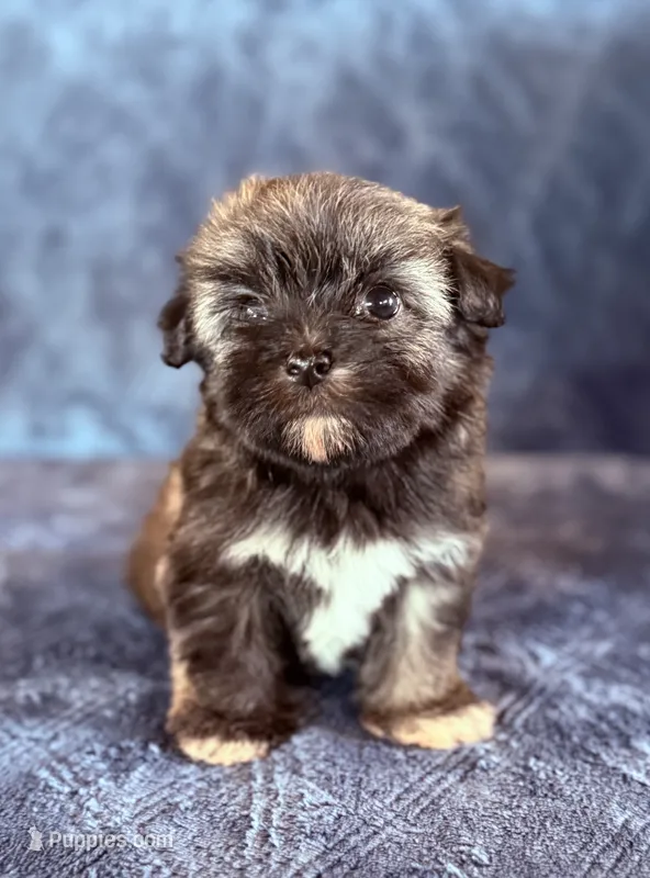 AKC Danny – Havanese puppy for sale in Coeur d'Alene, ID