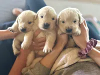 Bill, a male English Cream Golden Retriever for sale in Coeur d'Alene, ID – Photo 3 of 8