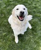 Bill, a male English Cream Golden Retriever for sale in Coeur d'Alene, ID – Photo 8 of 8
