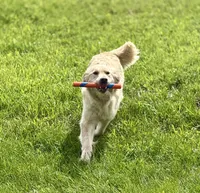Bill, a male English Cream Golden Retriever for sale in Coeur d'Alene, ID – Photo 6 of 8