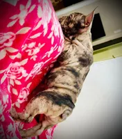 Red Collar-Blue, Merle, Coco, a female French Bulldog for sale in Mullica Hill, NJ – 2 of 4
