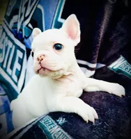 Hot Pink Collar- black and tan covered in cream, a female French Bulldog for sale in Mullica Hill, NJ – 2 of 2