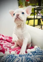 Purple Collar-platinum, lilac, blue, merle, coco, a female French Bulldog for sale in Mullica Hill, NJ – 2 of 2