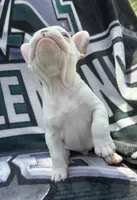 Green Collar-Merle Pied, blue, coco, a male French Bulldog for sale in Mullica Hill, NJ – 2 of 4