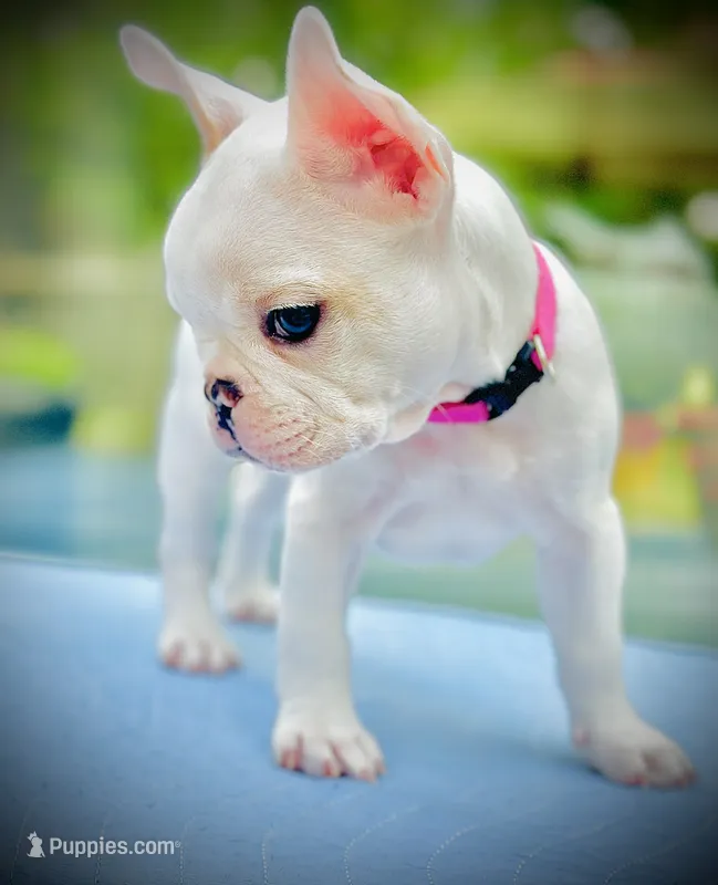 Hot Pink Collar- black and tan covered in cream – French Bulldog puppy for sale in Mullica Hill, NJ
