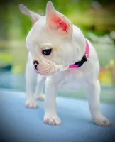 Genetic/Allergy Tested, a female French Bulldog for sale in Mullica Hill, NJ – 1 of 4