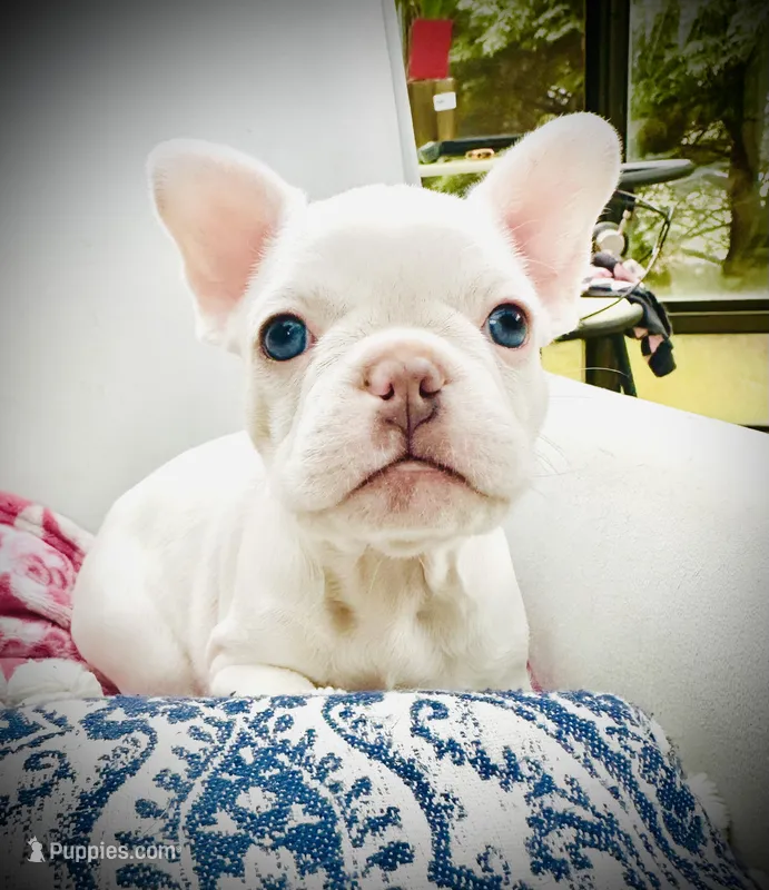 Purple Collar-platinum, lilac, blue, merle, coco – French Bulldog puppy for sale in Mullica Hill, NJ