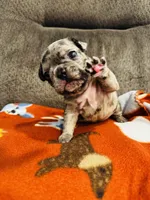 Red Collar-Blue, Merle, Coco, a female French Bulldog for sale in Mullica Hill, NJ – 4 of 4
