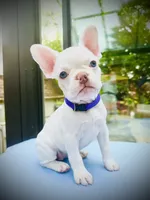 Genetic/Allergy Tested, a female French Bulldog for sale in Mullica Hill, NJ – 5 of 5