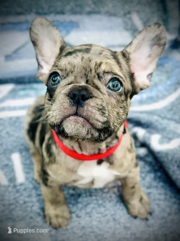 Genetic/Allergy Tested – French Bulldog puppy for sale in Mullica Hill, NJ