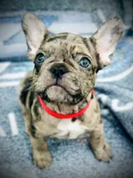 Genetic/Allergy Tested, a female French Bulldog for sale in Mullica Hill, NJ – 1 of 6