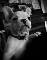 Genetic/Allergy Tested, a female French Bulldog for sale in Mullica Hill, NJ – 5 of 7
