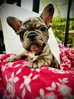 Red Collar-Blue, Merle, Coco, a female French Bulldog for sale in Mullica Hill, NJ – 3 of 4