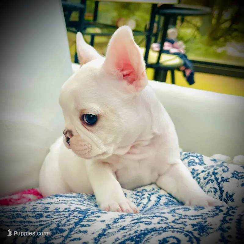 Hot Pink Collar- black and tan covered in cream – French Bulldog puppy for sale in Mullica Hill, NJ