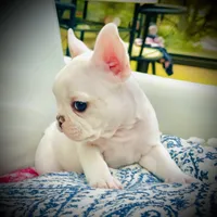 Hot Pink Collar- black and tan covered in cream, a female French Bulldog for sale in Mullica Hill, NJ – 1 of 2