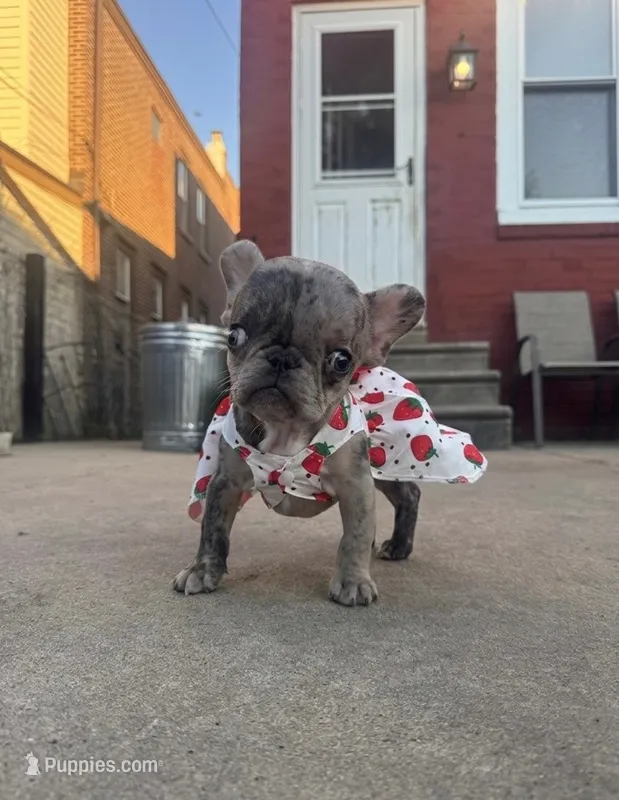 Binker Tinker – French Bulldog puppy for sale in Mullica Hill, NJ