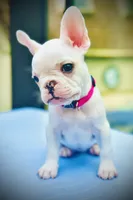 Genetic/Allergy Tested, a female French Bulldog for sale in Mullica Hill, NJ – 4 of 4