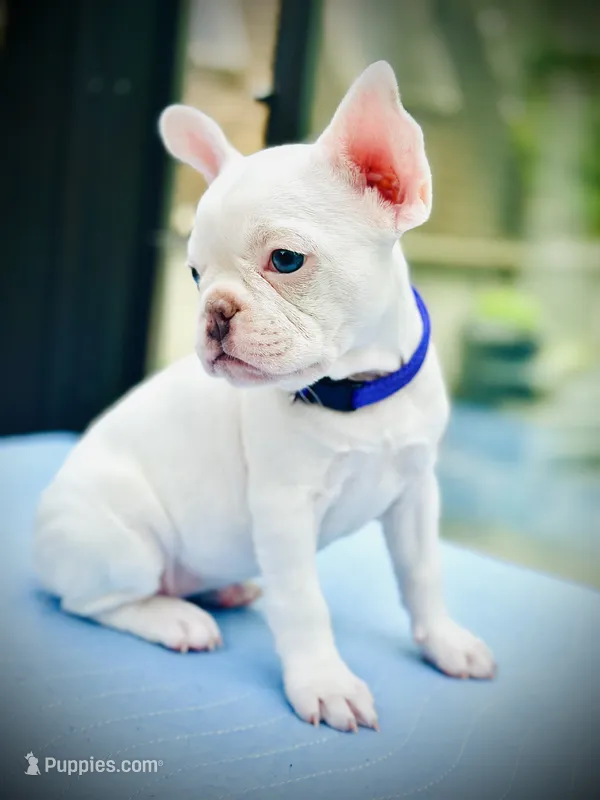 Purple Collar-platinum, lilac, blue, merle, coco – French Bulldog puppy for sale in Mullica Hill, NJ
