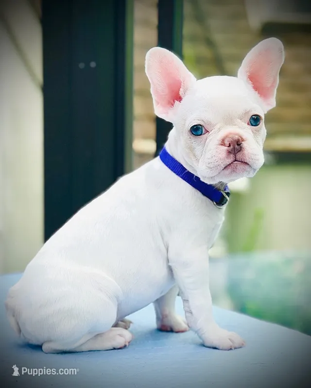 Purple Collar-platinum, lilac, blue, merle, coco – French Bulldog puppy for sale in Mullica Hill, NJ