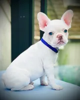 Genetic/Allergy Tested, a female French Bulldog for sale in Mullica Hill, NJ – 1 of 5