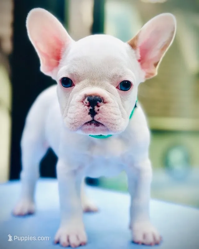 Green Collar-Merle Pied, blue, coco – French Bulldog puppy for sale in Mullica Hill, NJ