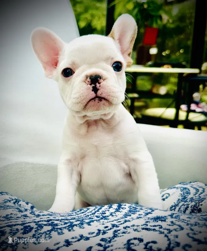 Green Collar-Merle Pied, blue, coco – French Bulldog puppy for sale in Mullica Hill, NJ