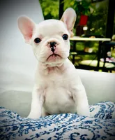 Green Collar-Merle Pied, blue, coco, a male French Bulldog for sale in Mullica Hill, NJ – 1 of 4