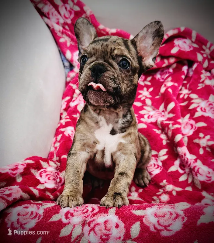 Red Collar-Blue, Merle, Coco – French Bulldog puppy for sale in Mullica Hill, NJ