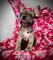 Red Collar-Blue, Merle, Coco, a female French Bulldog for sale in Mullica Hill, NJ – 1 of 4
