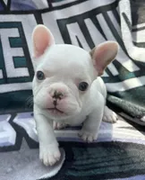 Green Collar-Merle Pied, blue, coco, a male French Bulldog for sale in Mullica Hill, NJ – 4 of 4
