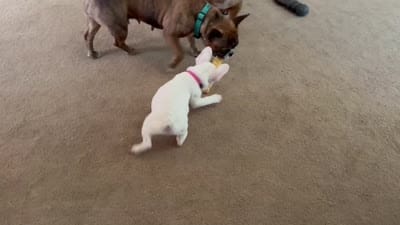 Genetic/Allergy Tested, a female French Bulldog for sale in Mullica Hill, NJ – 6 of 7