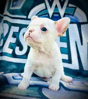 Green Collar-Merle Pied, blue, coco, a male French Bulldog for sale in Mullica Hill, NJ – 3 of 4
