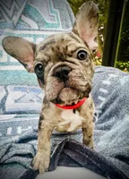 Genetic/Allergy Tested, a female French Bulldog for sale in Mullica Hill, NJ – 6 of 6