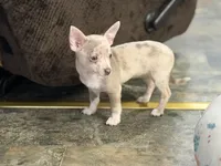 Daisy , a female Chihuahua for sale in Charlotte, NC – 3 of 4