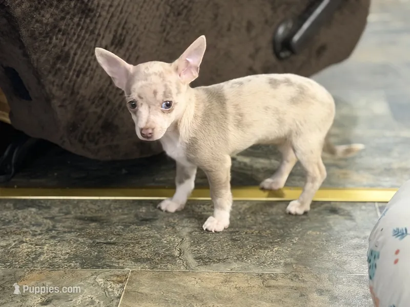 Daisy  – Chihuahua puppy for sale in Charlotte, NC
