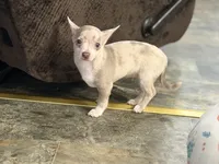 Daisy , a female Chihuahua for sale in Charlotte, NC – 2 of 4
