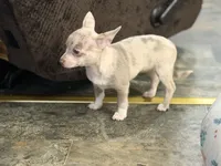 Daisy , a female Chihuahua for sale in Charlotte, NC – 4 of 4