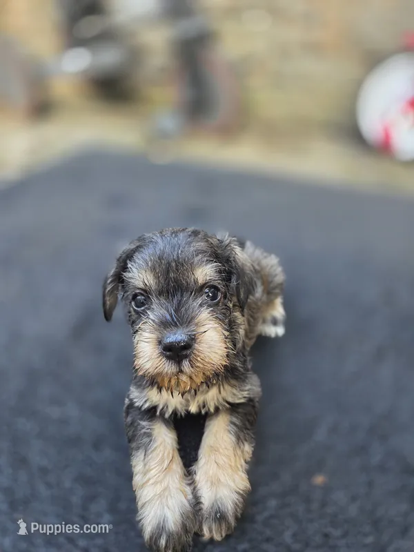 Gigi – Miniature Schnauzer puppy for sale in Chalfont, PA