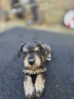 Gigi, a female Miniature Schnauzer for sale in Chalfont, PA – 1 of 3