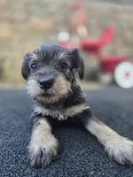 Feisty, a female Miniature Schnauzer for sale in Chalfont, PA – 2 of 4
