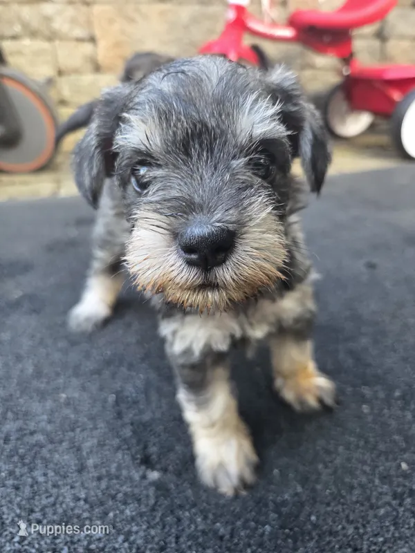 Feisty – Miniature Schnauzer puppy for sale in Chalfont, PA