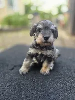 Feisty, a female Miniature Schnauzer for sale in Chalfont, PA – 2 of 6