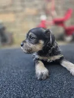 Feisty, a female Miniature Schnauzer for sale in Chalfont, PA – 4 of 4