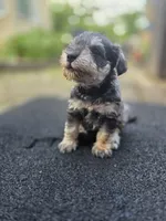 Feisty, a female Miniature Schnauzer for sale in Chalfont, PA – 3 of 6