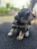 Feisty, a female Miniature Schnauzer for sale in Chalfont, PA – 5 of 6