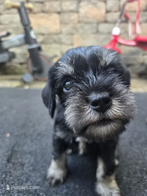 Ciko – Miniature Schnauzer puppy for sale in Chalfont, PA